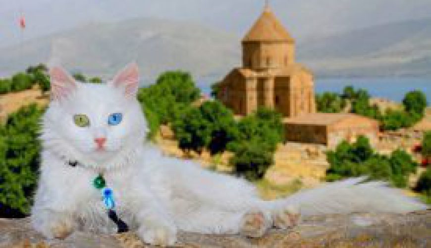 Van-City-turkey-Turlider-Cat-Travel