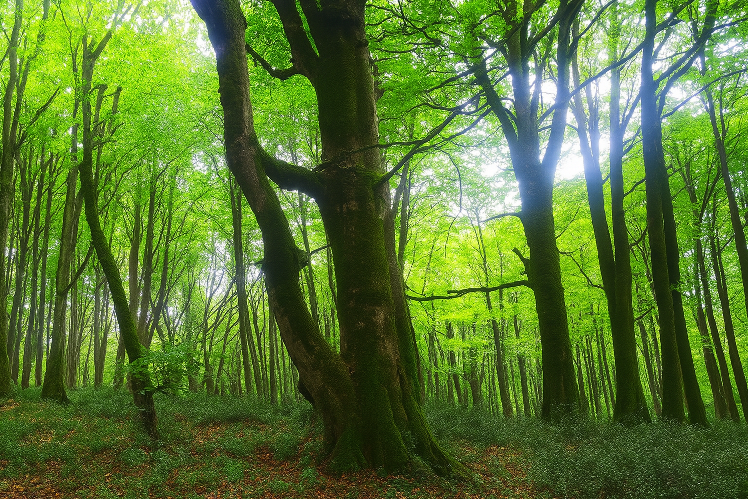 تنه درختان بلند در جنگل الیمستان