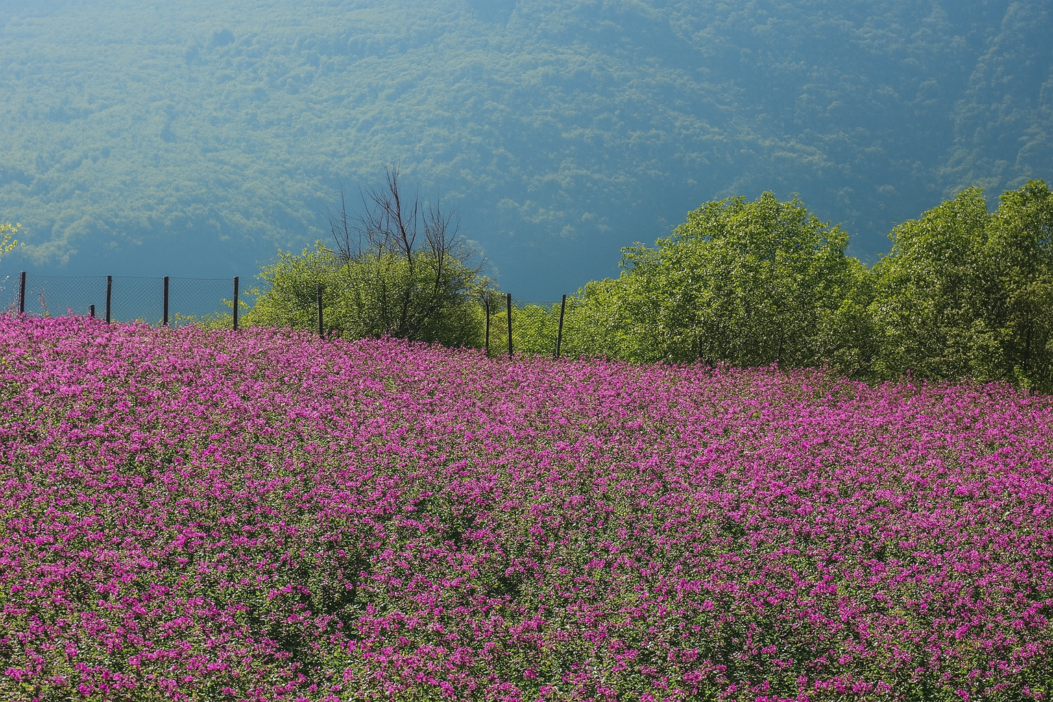 دشت گل گاوزبان در دامنه‌های جنگل الیمستان