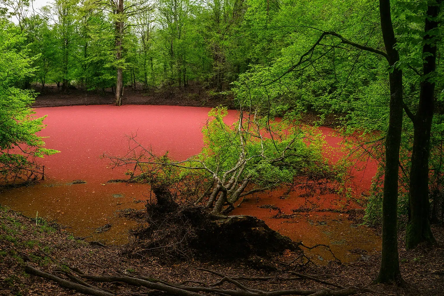 هسل با شاخه خمیده درخت بر روی آب