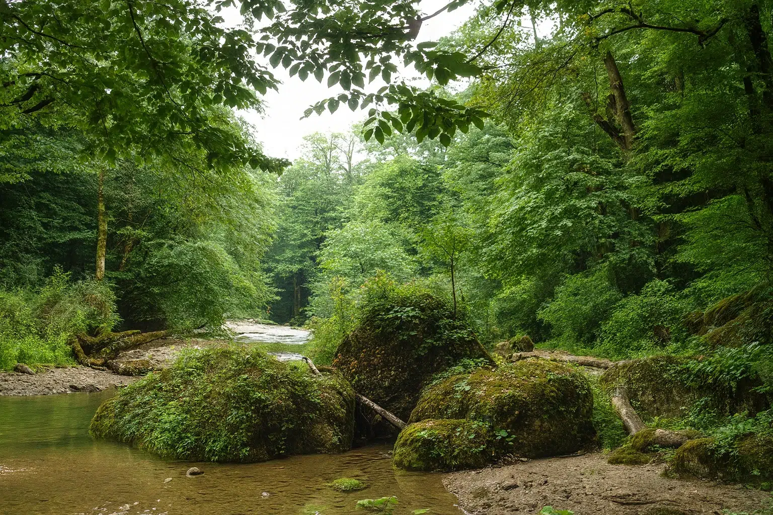 نمای سرسبز جنگل پلنگ‌دره در فصل تابستان