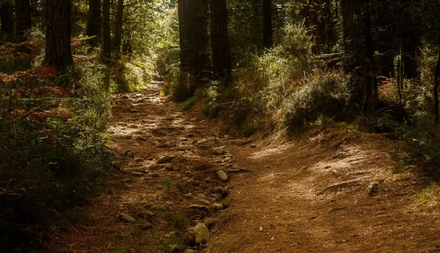 مسیر جنگلی بلوردکان با درختان سرسبز و جاده خاکی زیبا.