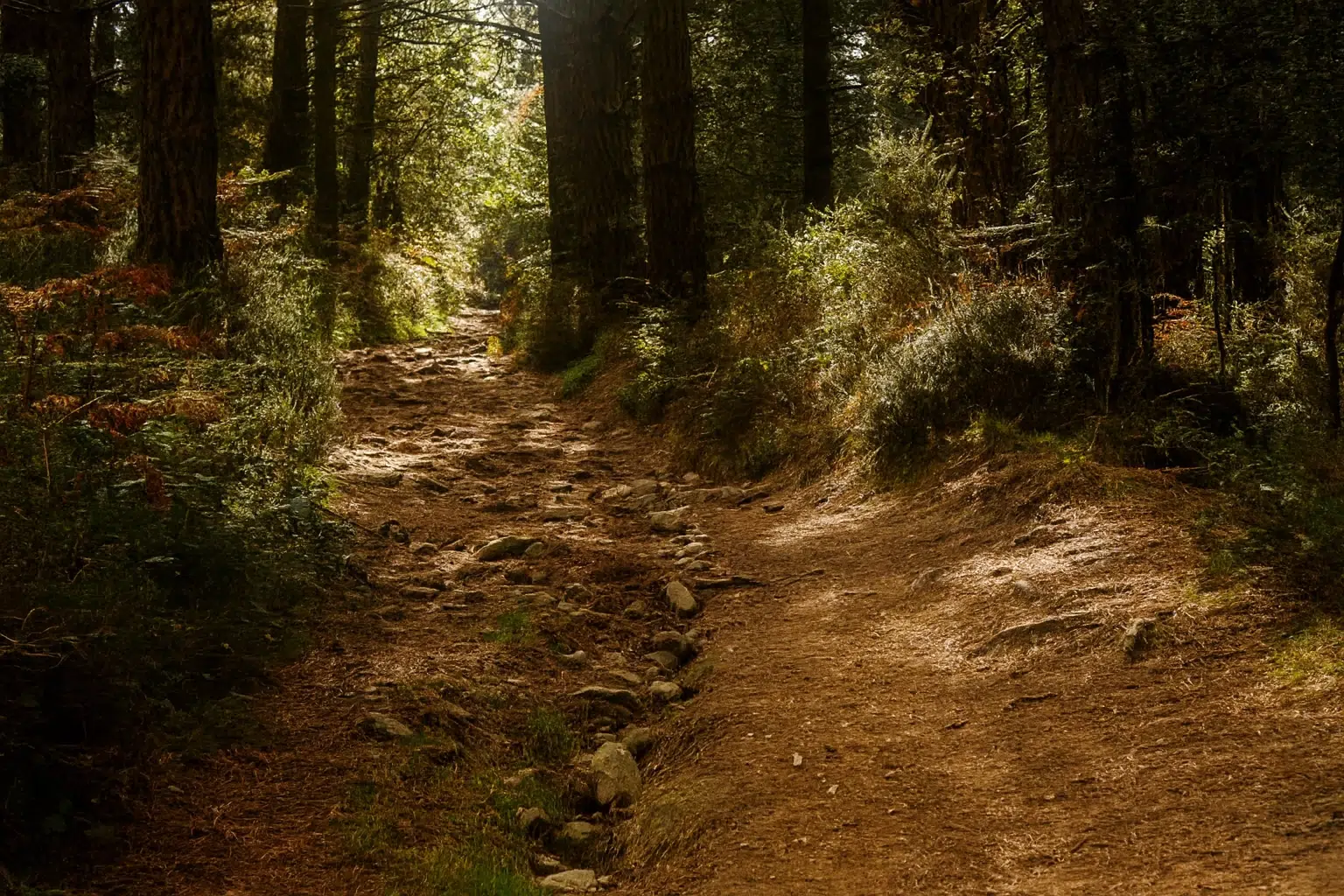 مسیر جنگلی بلوردکان با درختان سرسبز و جاده خاکی زیبا.