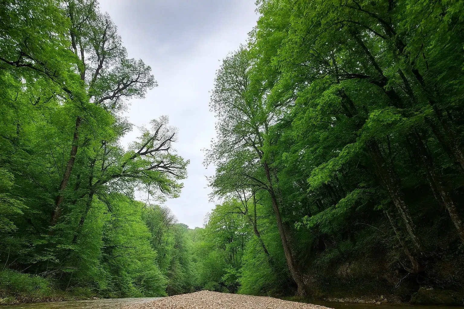 جنگل هیرکانی با پوشش سبز انبوه