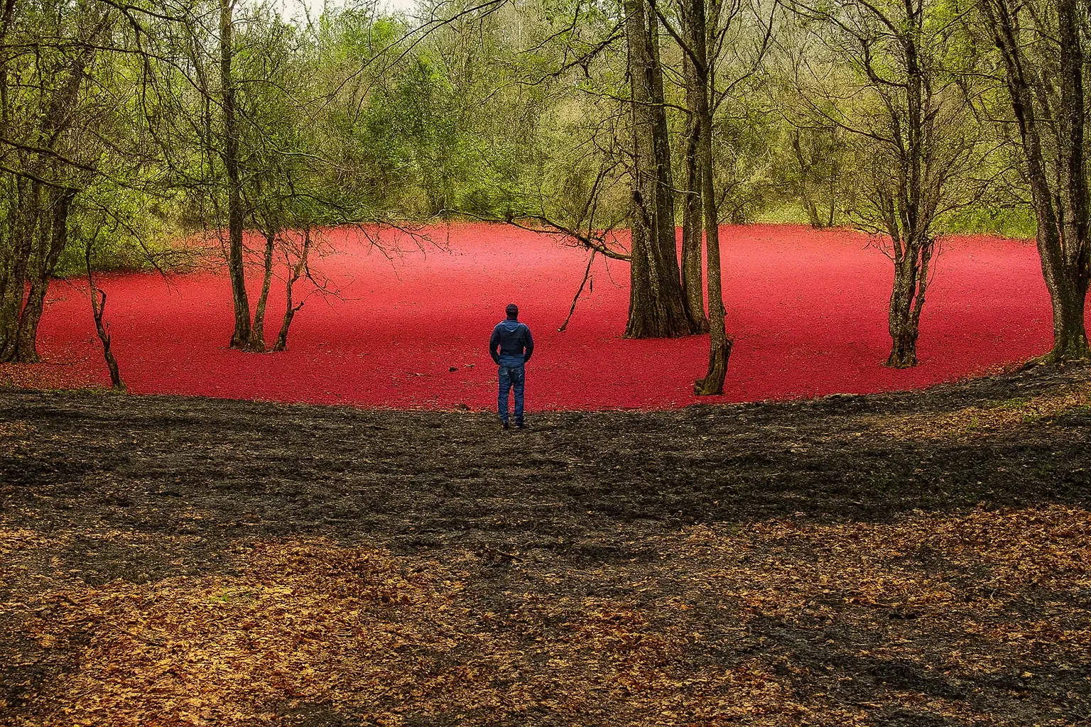 مرداب هسل با آب قرمز و حضور گردشگر در جنگل