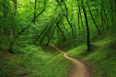 جنگل های املش